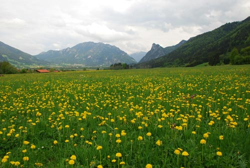 Using flowers in the foreground to add depth