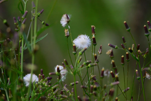 image of plants