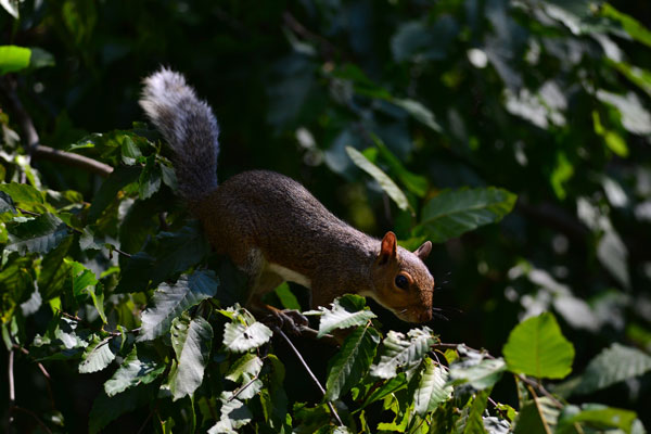 image of squirrel